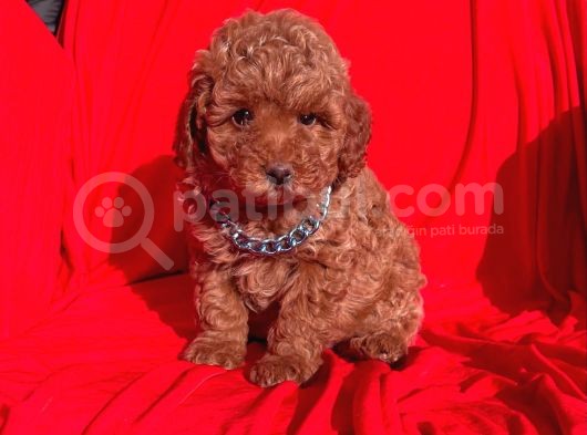 Toy Poodle Red Brown görsel