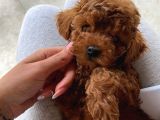 Red Toy Poodle Bebekler