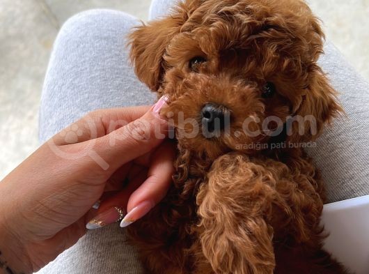 Red Toy Poodle Bebekler görsel