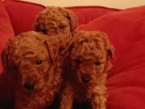 Toy Poodle Yavrular