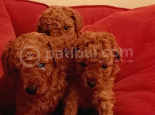 Toy Poodle Yavrular görsel