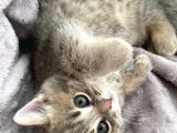 Scottish Fold Ve British Shorthair Yavrular