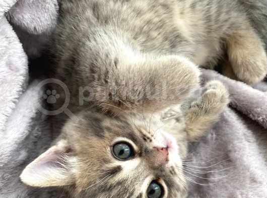 Scottish Fold Ve British Shorthair Yavrular görsel