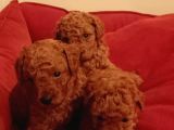 Toy Poodle Yavrular