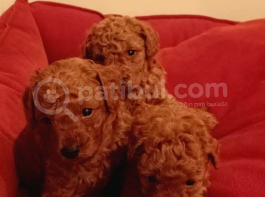 Toy Poodle Yavrular