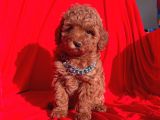 Toy Poodle Red Brown