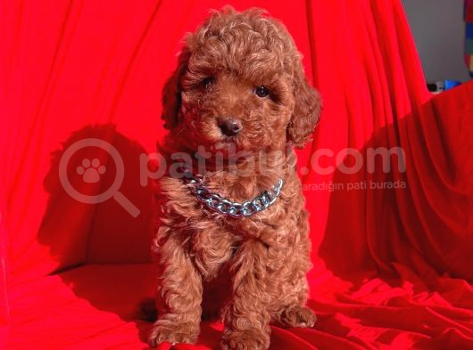 Toy Poodle Red Brown