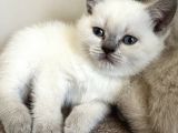 British Shorthair Lilac Ve Bluepoint