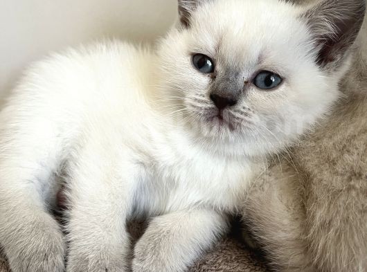 British Shorthair Lilac Ve Bluepoint görsel