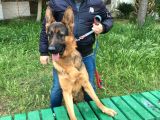 Acil Dişi Ve Erkek Safkan Alman Kurdu