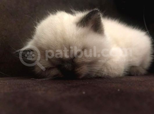 British Ve Blue Point Kardeşler görsel
