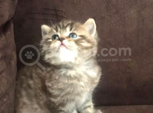 British Ve Blue Point Kardeşler görsel