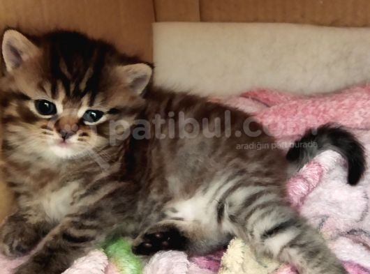 British Ve Blue Point Kardeşler görsel