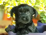 Tatlı Mı Tatlı Morkie Yavrular
