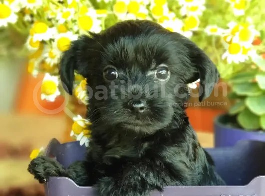 Tatlı Mı Tatlı Morkie Yavrular görsel