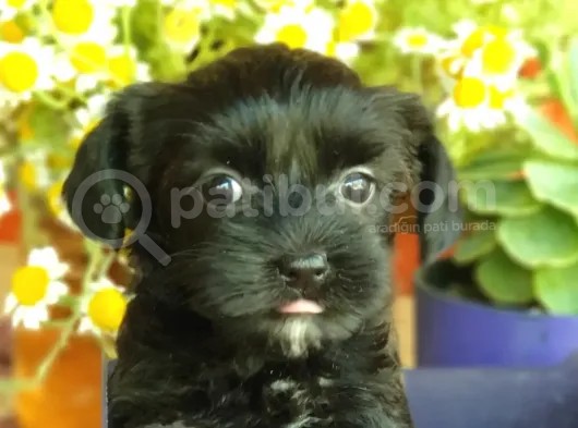Tatlı Mı Tatlı Morkie Yavrular görsel