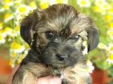 Tatlı Mı Tatlı Morkie Yavrular
