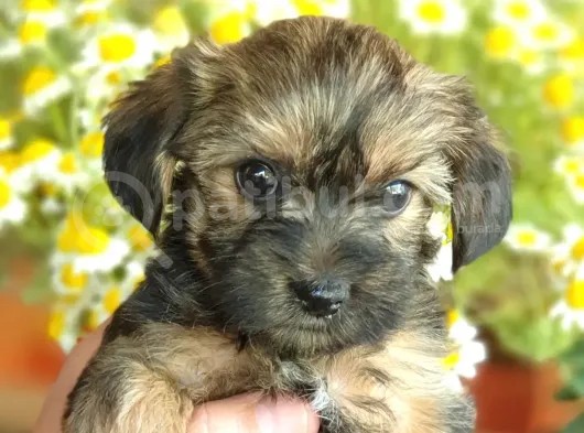 Tatlı Mı Tatlı Morkie Yavrular görsel