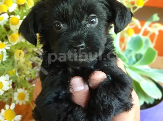Tatlı Mı Tatlı Morkie Yavrular