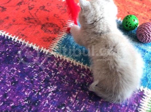 Güzel Yavrumuz 48 Günlük Eşyaları Ile 2000Tl görsel