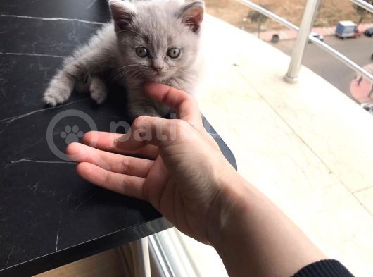 Güzel Yavrumuz 48 Günlük Eşyaları Ile 2000Tl görsel