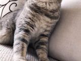 Scottish Fold Ve Straight Yavrular Yeni Yuvalarını Bekliyo
