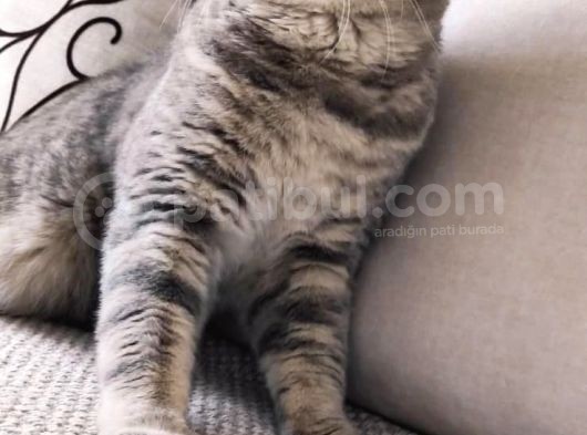 Scottish Fold Ve Straight Yavrular Yeni Yuvalarını Bekliyo görsel