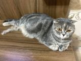 Scottish Fold Ve Straight Yavrular Yeni Yuvalarını Bekliyo