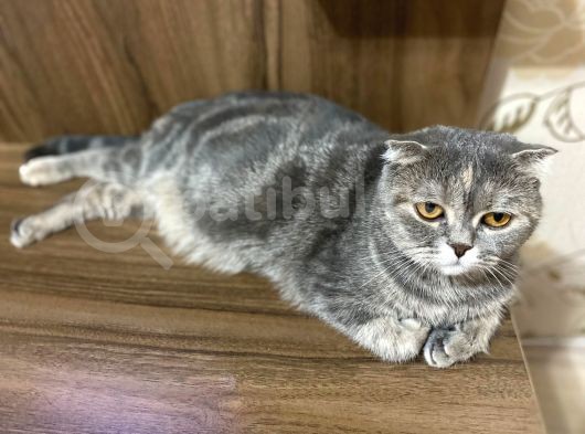 Scottish Fold Ve Straight Yavrular Yeni Yuvalarını Bekliyo görsel