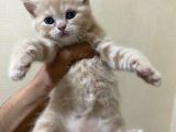Scottish Fold Ve Straight Yavrular Yeni Yuvalarını Bekliyo