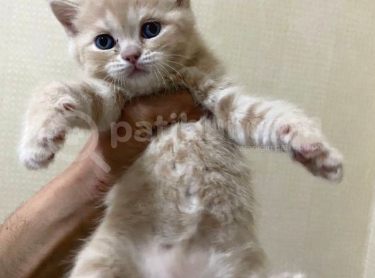 Scottish Fold Ve Straight Yavrular Yeni Yuvalarını Bekliyo görsel