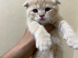 Scottish Fold Ve Straight Yavrular Yeni Yuvalarını Bekliyo