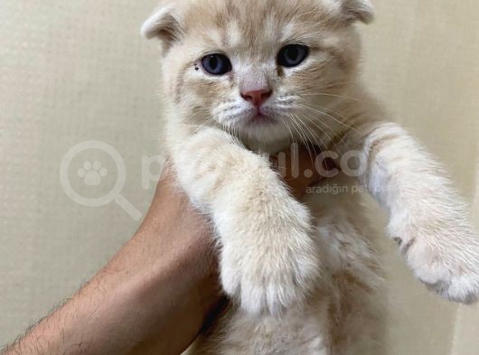 Scottish Fold Ve Straight Yavrular Yeni Yuvalarını Bekliyo görsel