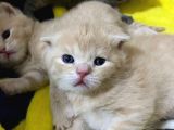 Scottish Fold Ve Straight Yavrular Yeni Yuvalarını Bekliyo