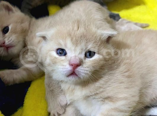Scottish Fold Ve Straight Yavrular Yeni Yuvalarını Bekliyo