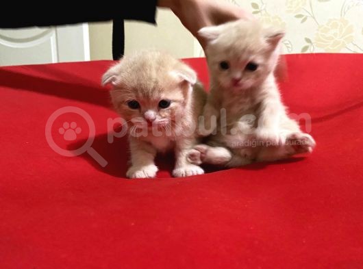 Scottish Fold Ve Straight Yavrular Yeni Yuvalarını Bekliyo görsel