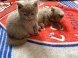 100% Orjinal British Shorthair Yavru Kediler