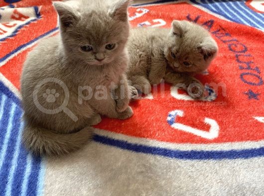 100% Orjinal British Shorthair Yavru Kediler görsel