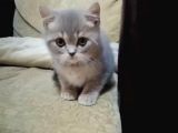 British Shorthair 2 Aylık