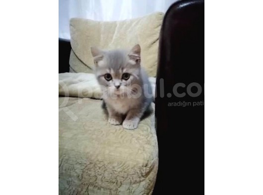 British Shorthair 2 Aylık görsel
