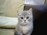 British Shorthair 2 Aylık