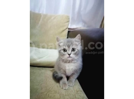 British Shorthair 2 Aylık görsel