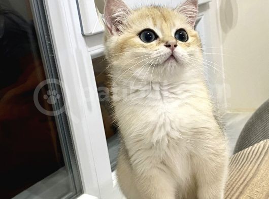 Yeni Yuvasına Gitmeye Hazır