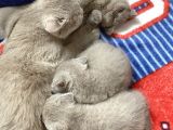 100% Orjinal British Shorthair Yavru Kediler