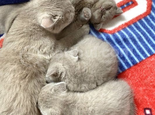 100% Orjinal British Shorthair Yavru Kediler görsel