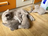 100% Orjinal British Shorthair Yavru Kediler