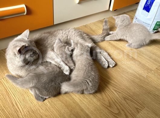 100% Orjinal British Shorthair Yavru Kediler görsel