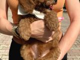2 Aylik Erkek Toy Poodle