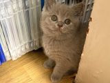 100% Orjinal British Shorthair Yavru Kediler