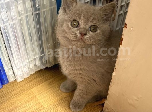 100% Orjinal British Shorthair Yavru Kediler